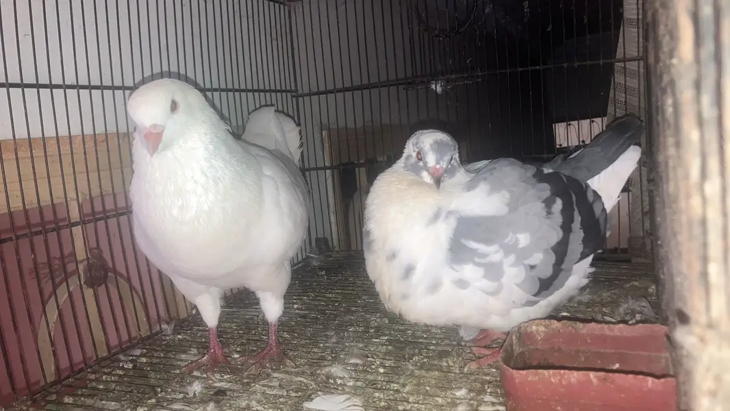 All bird health and active — photo 3