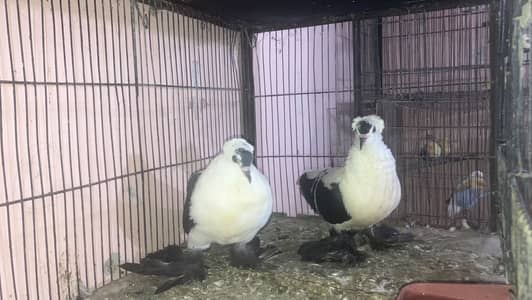 All bird health and active