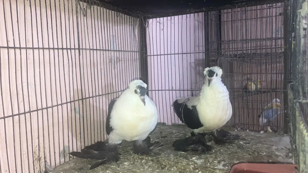 All bird health and active — photo 4
