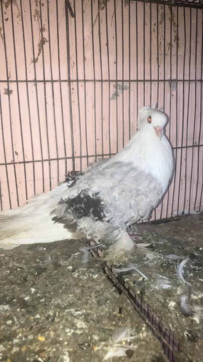 All bird health and active — photo 5