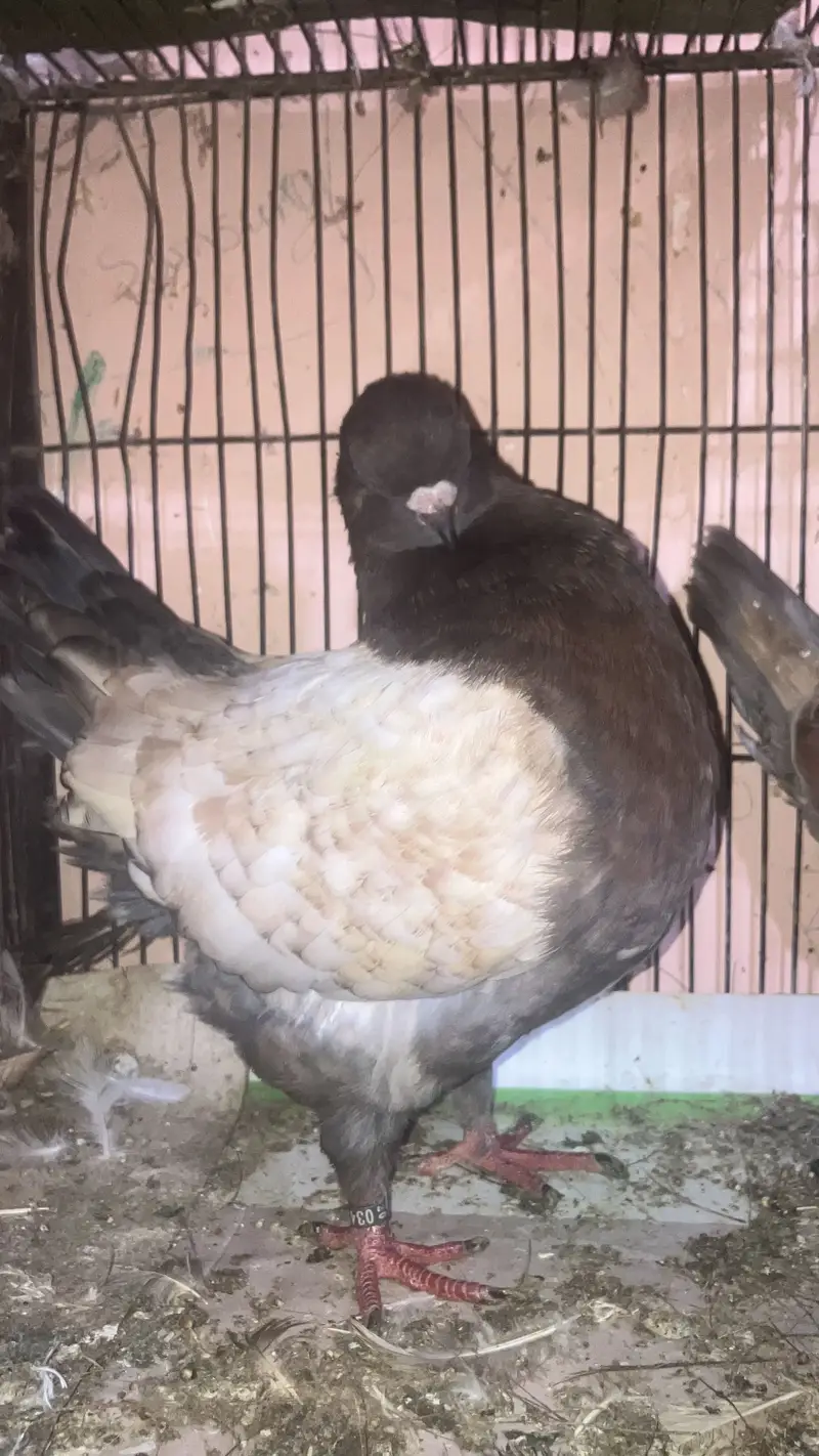 All bird health and active — photo 6