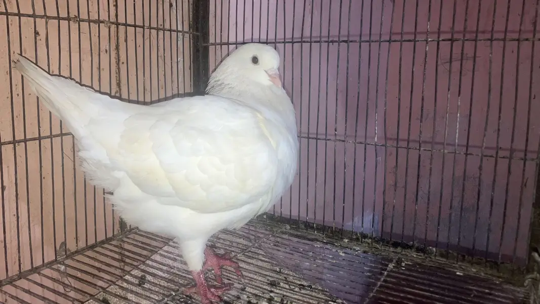 All bird health and active — photo 7