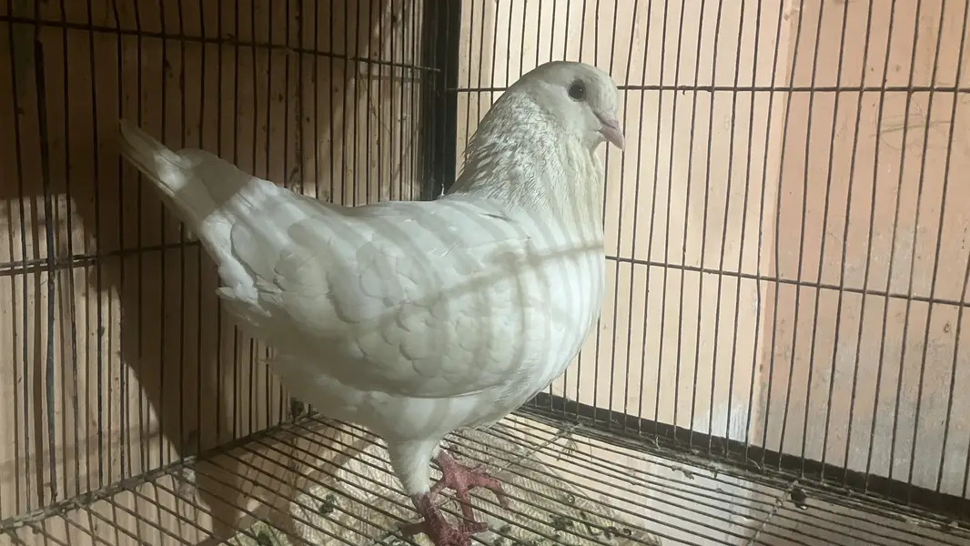 All bird health and active — photo 8