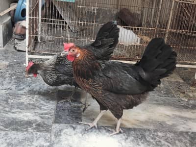 Egg laying hens 2 hens