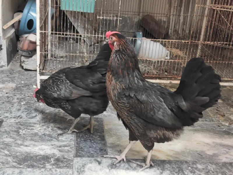 Egg laying hens 2 hens — photo 2