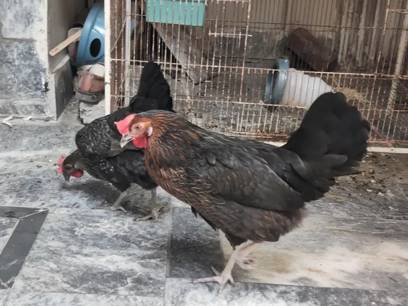 Egg laying hens 2 hens — photo 3