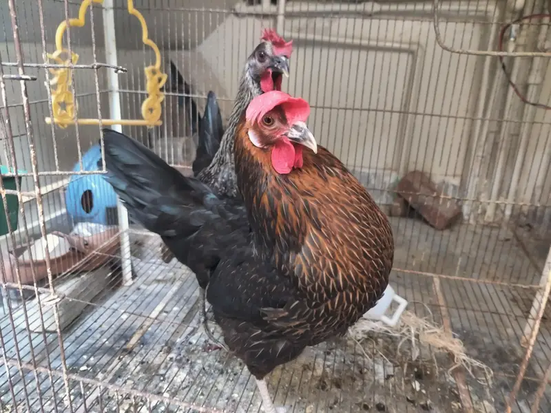 Egg laying hens 2 hens — photo 4