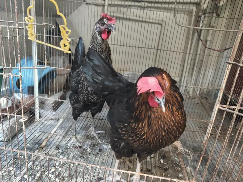 Egg laying hens 2 hens — photo 5