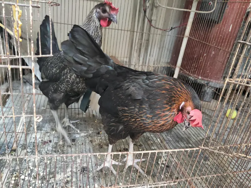 Egg laying hens 2 hens — photo 6