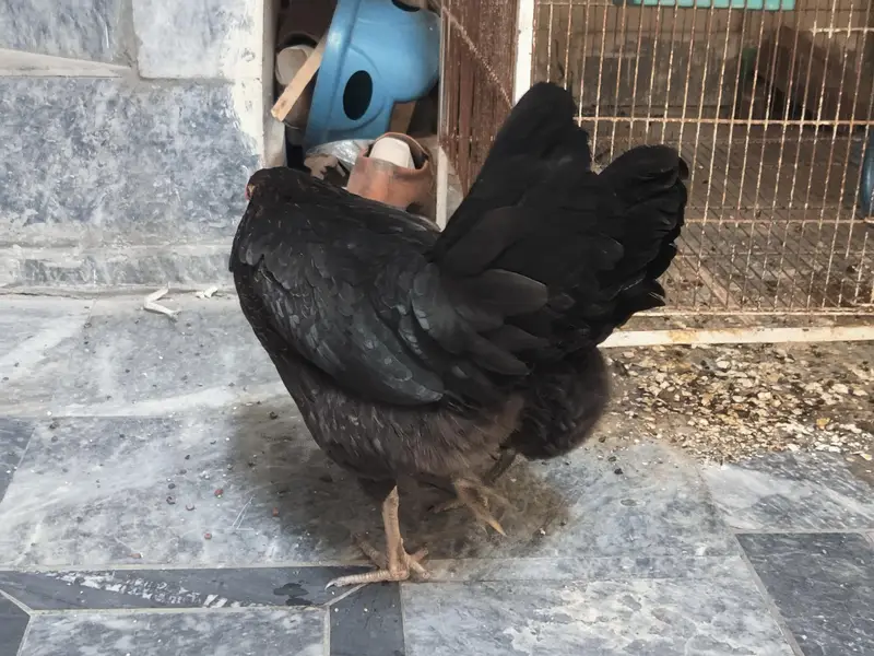 Egg laying hens 2 hens — photo 7