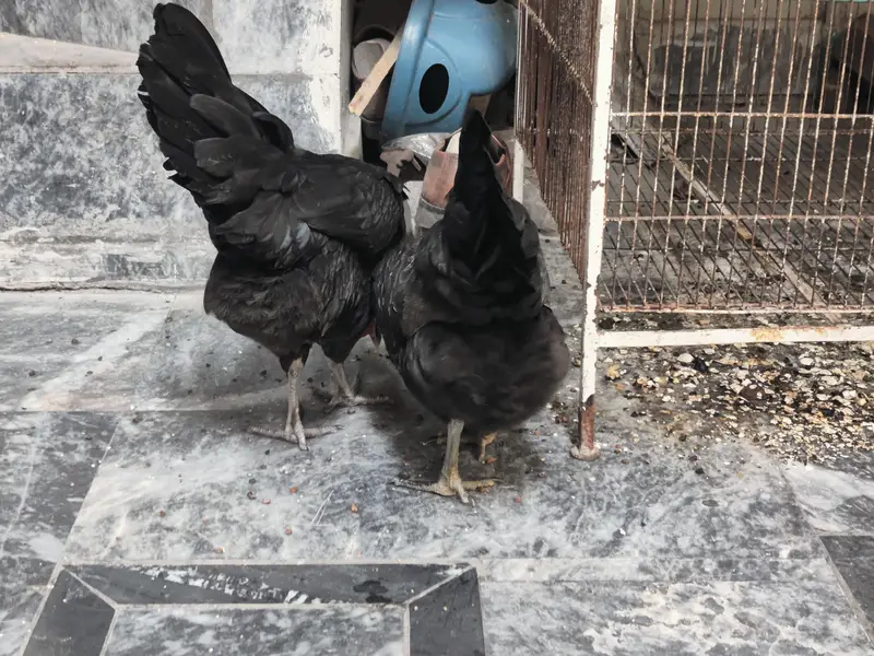 Egg laying hens 2 hens — photo 8