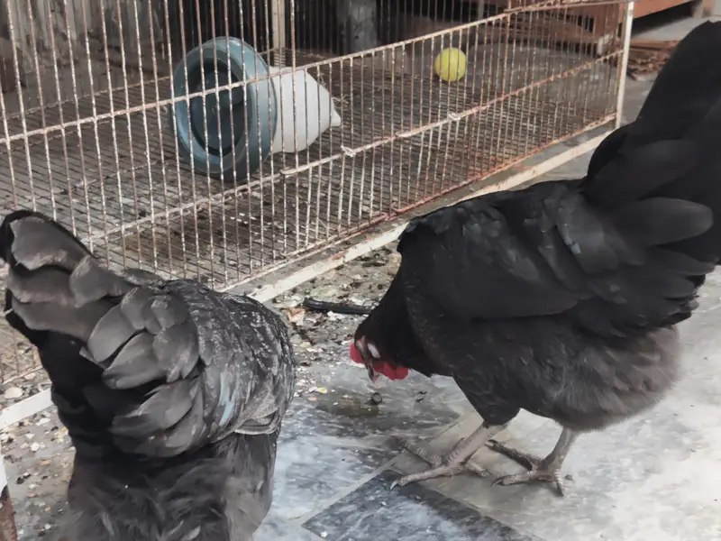 Egg laying hens 2 hens — photo 9