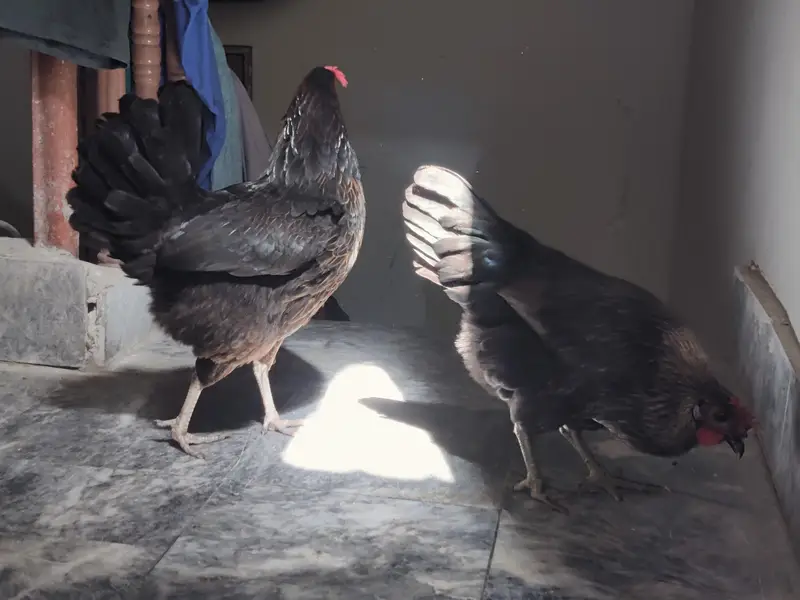 Egg laying hens 2 hens — photo 10