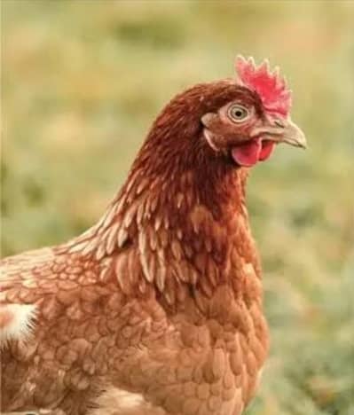 hen for sale
