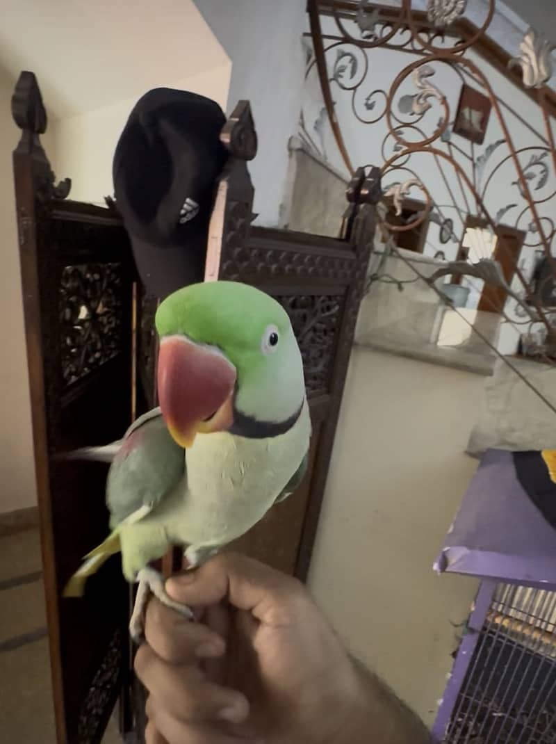 Raw Talking Parrot 0
