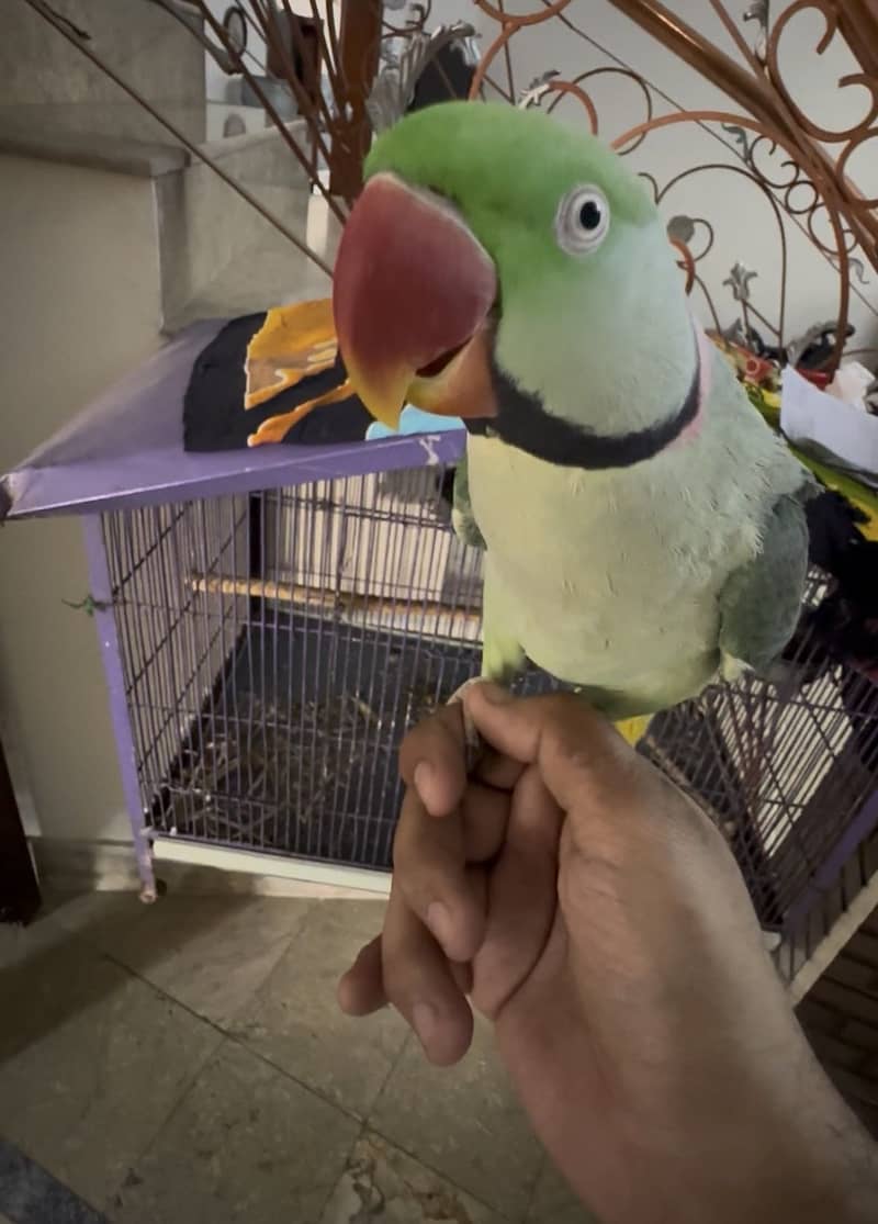 Raw Talking Parrot 3
