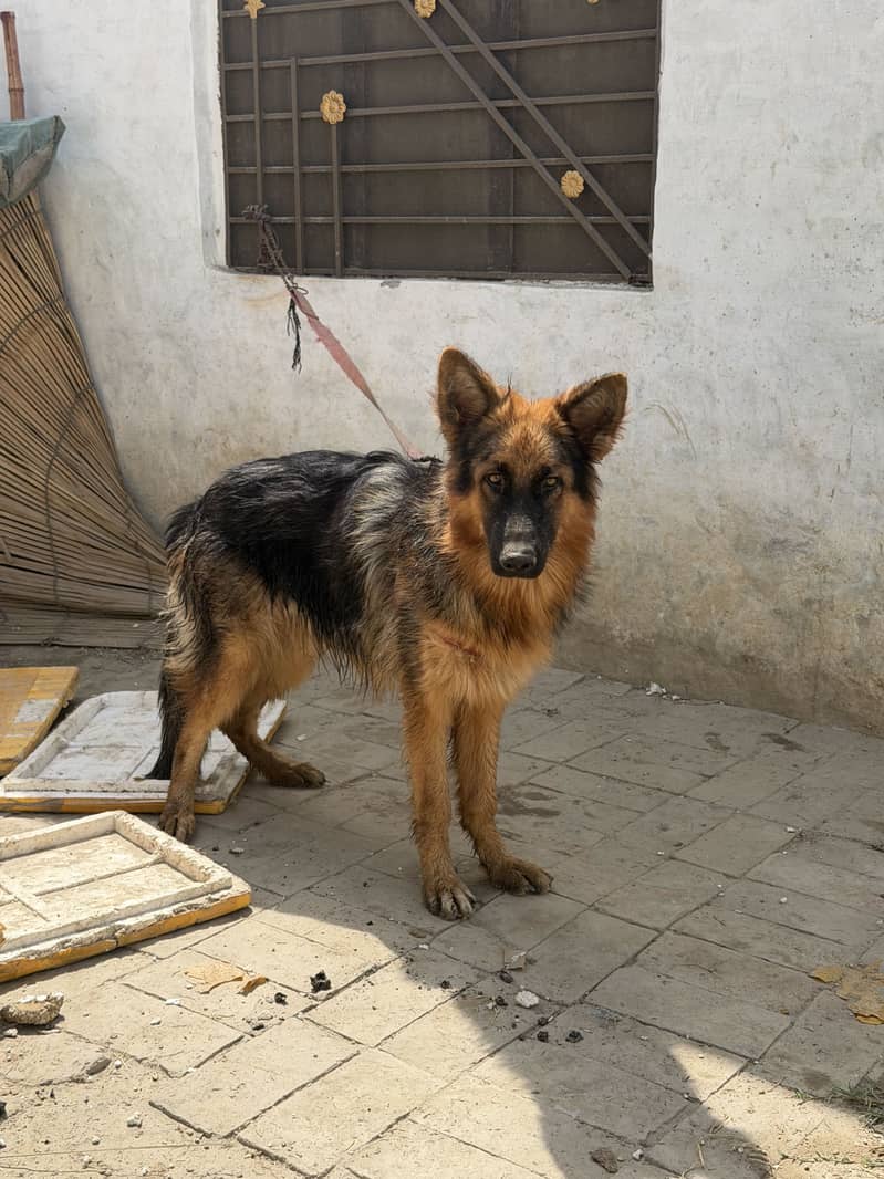 Germen sherperd dog orignal an active 0