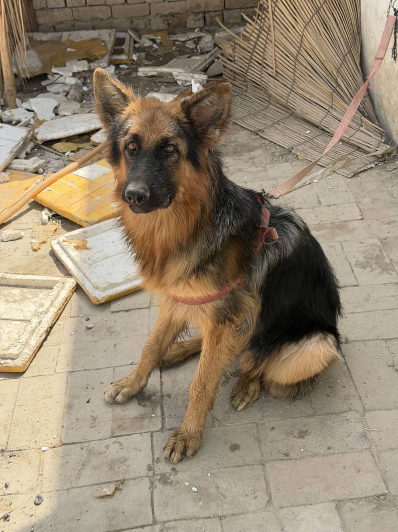 Germen sherperd dog orignal an active 1