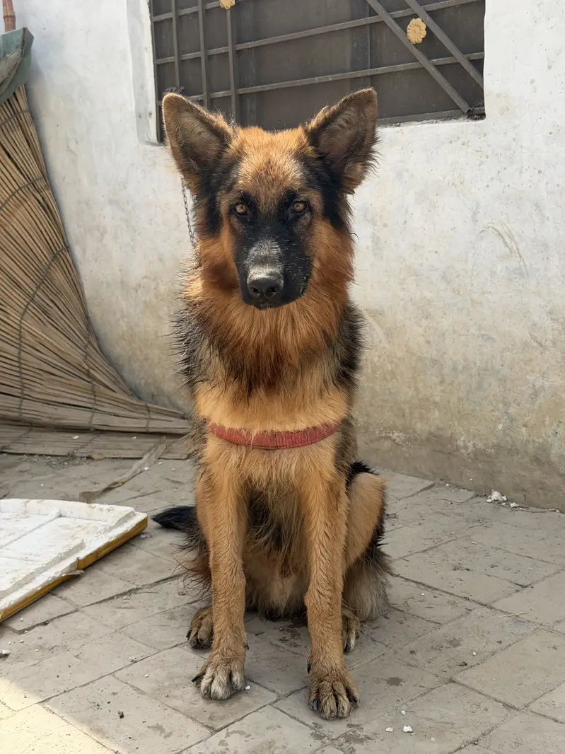 Germen sherperd dog orignal an active — photo 3