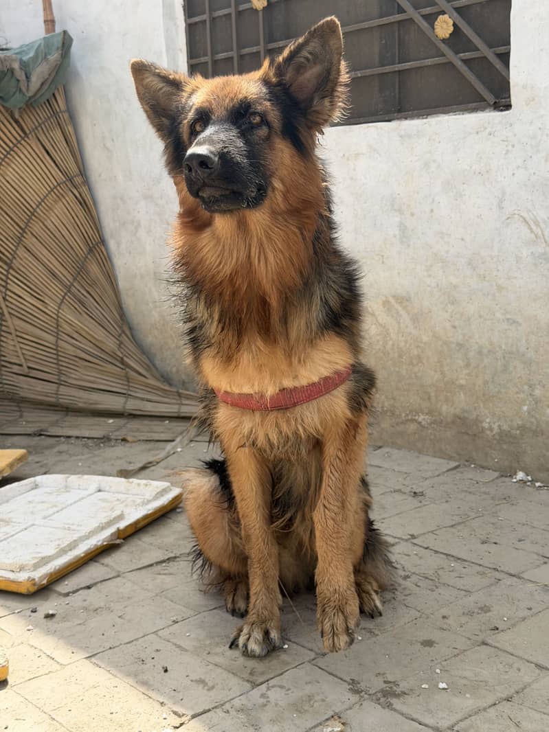 Germen sherperd dog orignal an active 3