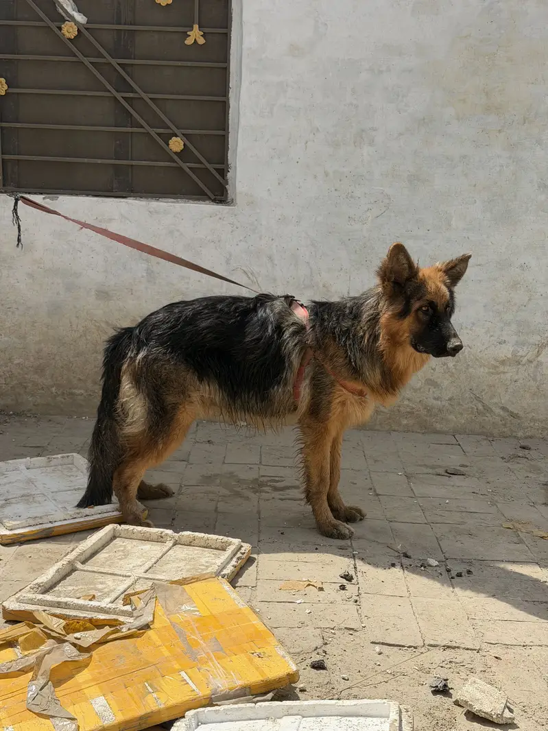 Germen sherperd dog orignal an active — photo 5