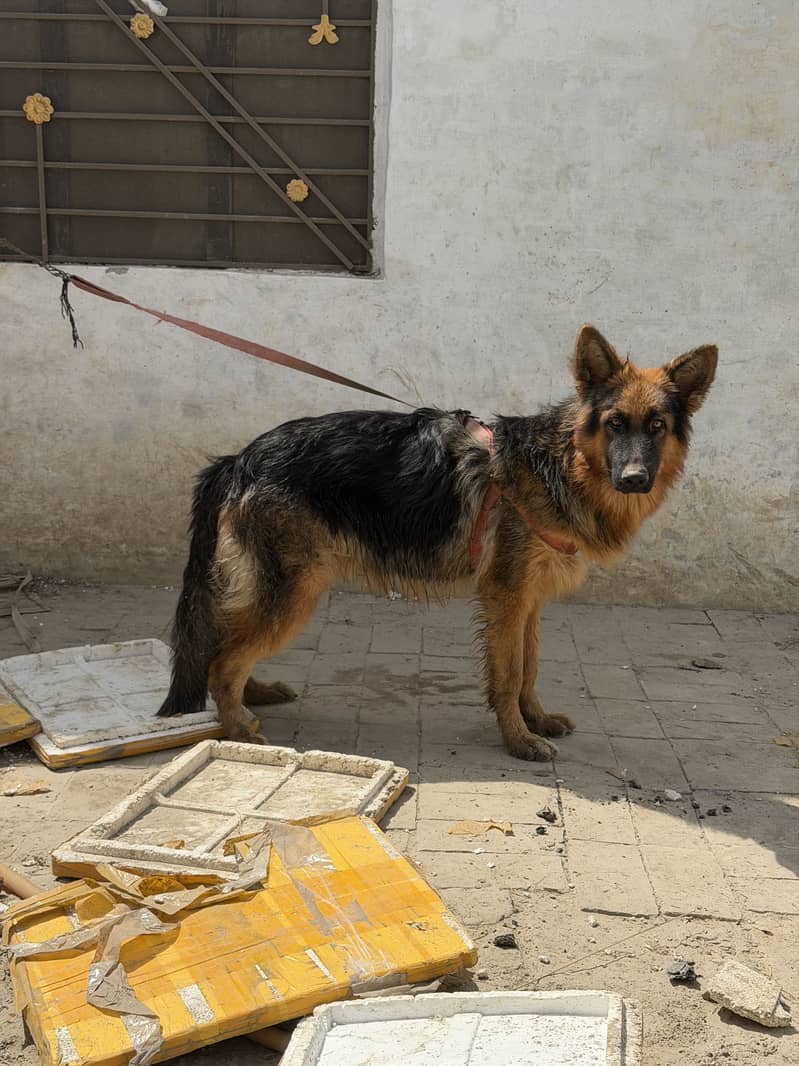 Germen sherperd dog orignal an active 5
