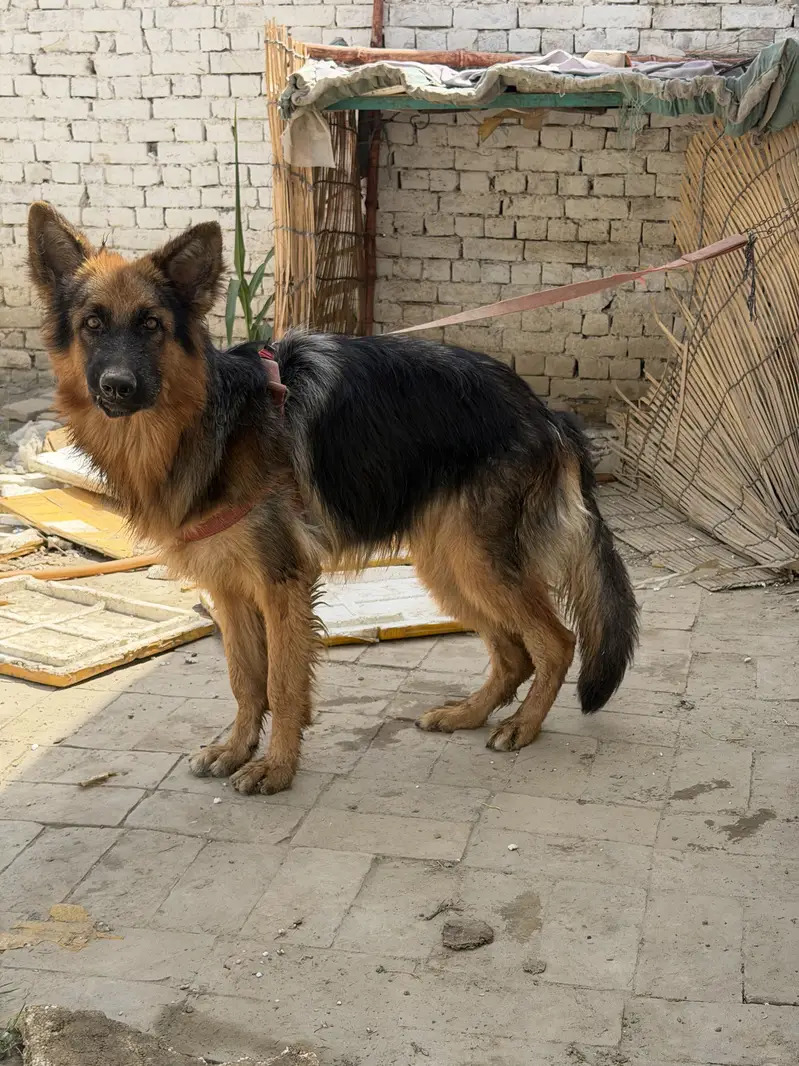 Germen sherperd dog orignal an active — photo 7