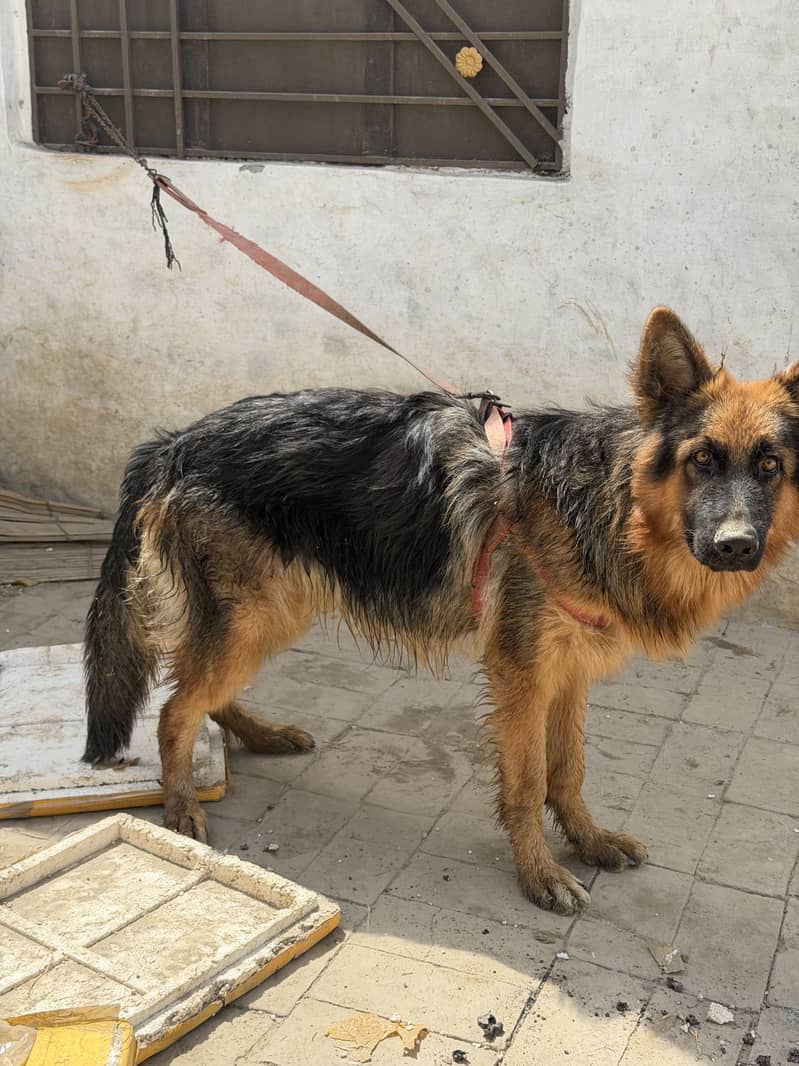 Germen sherperd dog orignal an active 7
