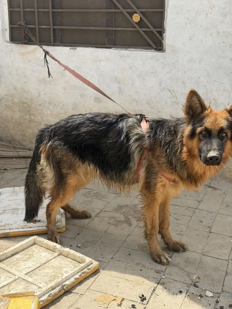 Germen sherperd dog orignal an active — photo 8