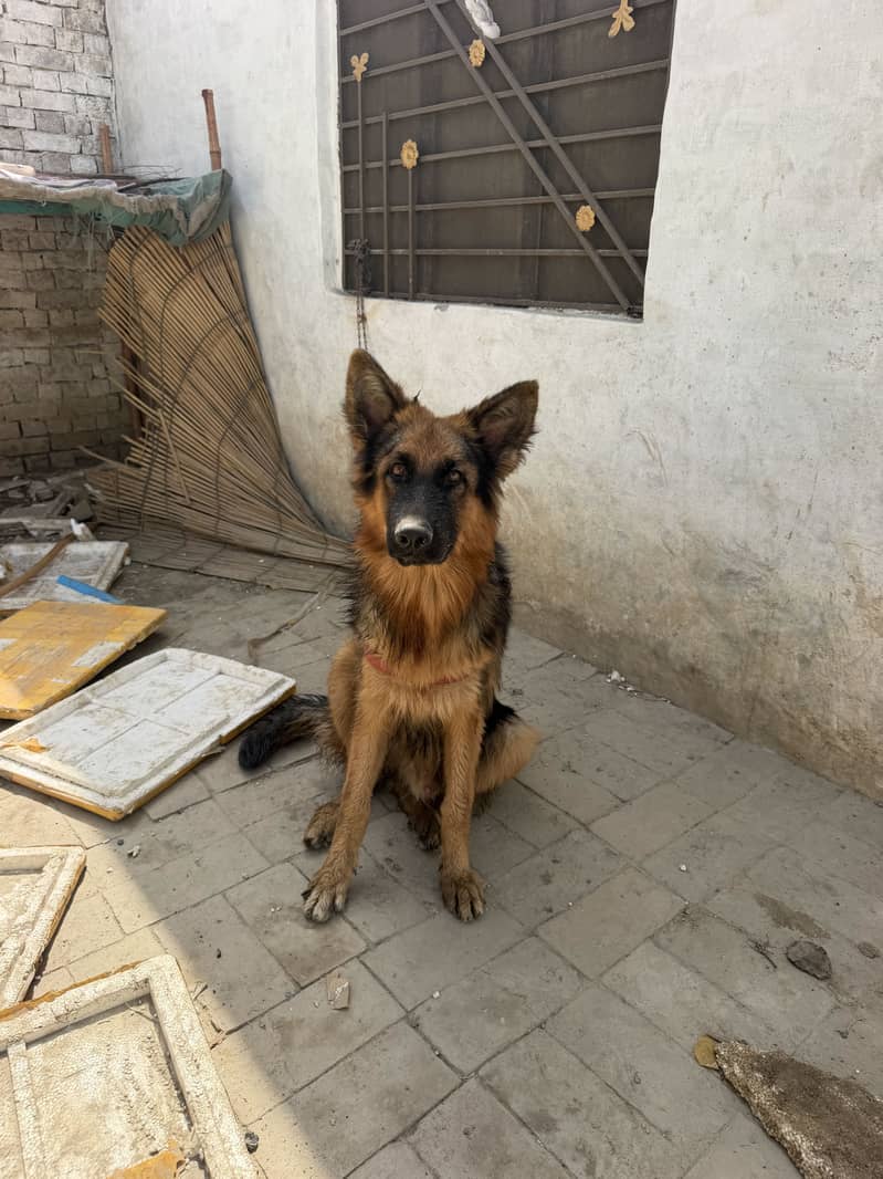 Germen sherperd dog orignal an active 8