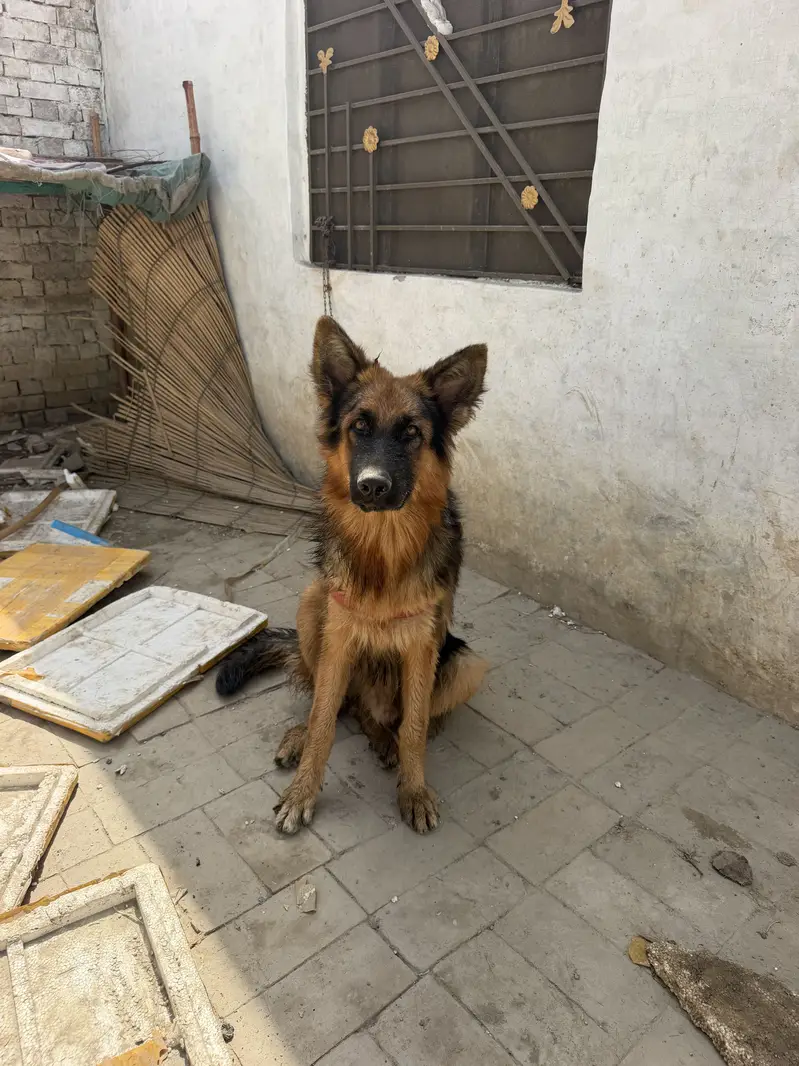 Germen sherperd dog orignal an active — photo 9
