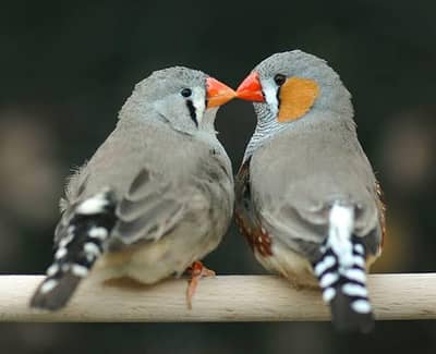 Finch 2 pair required