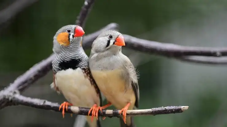 Finch 2 pair required — photo 2