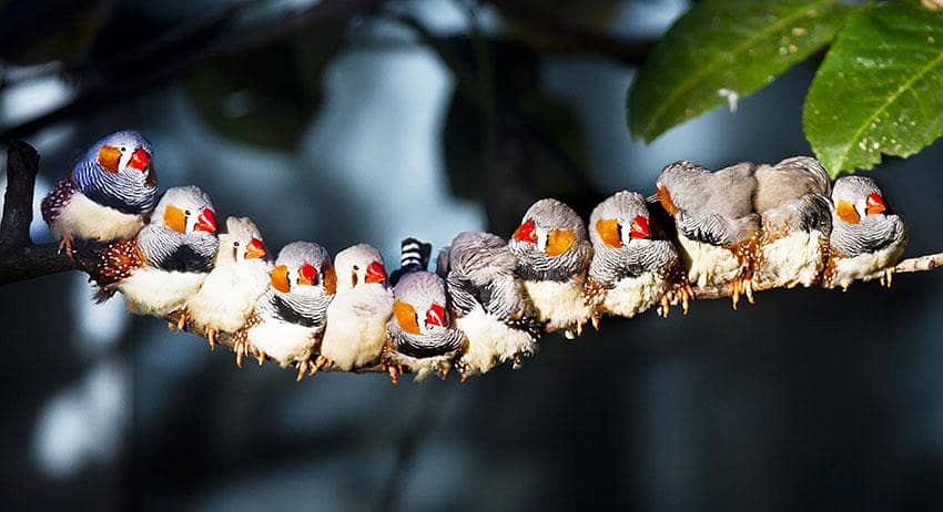 Finch 2 pair required 2