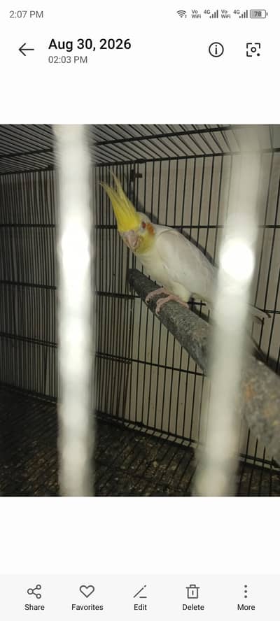 Breeder pair with 2 chiks Location Jarnwala Sirf call O3O34O88469