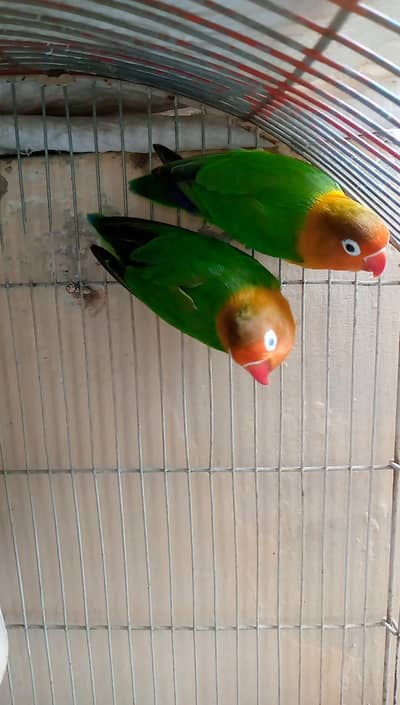 Breeding pair