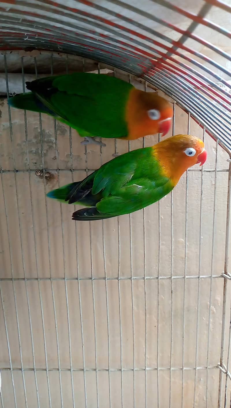 Breeding pair 1