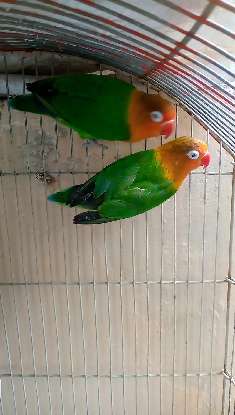 Breeding pair — photo 2
