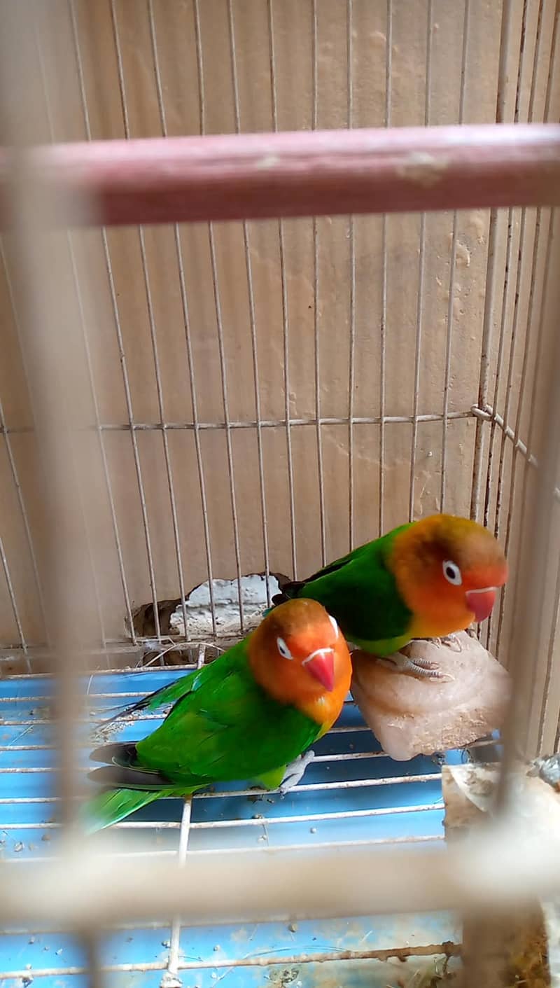 Breeding pair 2