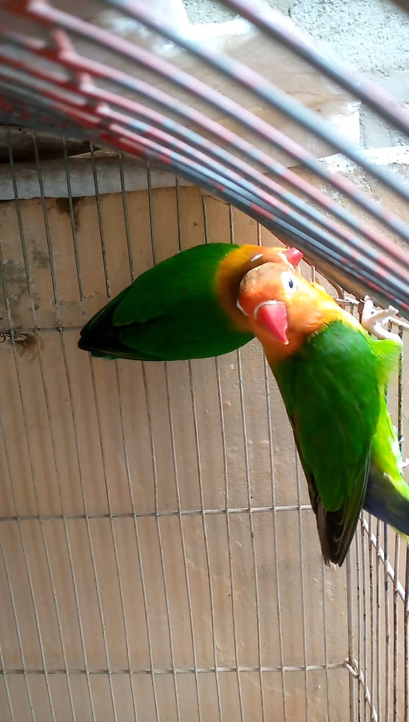 Breeding pair 4