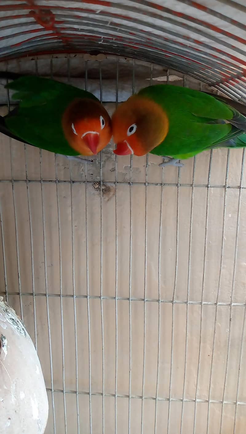 Breeding pair 5