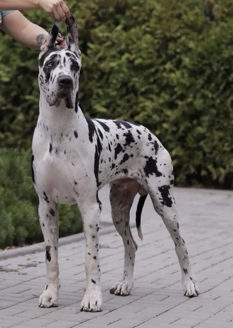 IMPORTED GREAT DANE PUPPIES AVAILABLE FOR SALE — photo 2