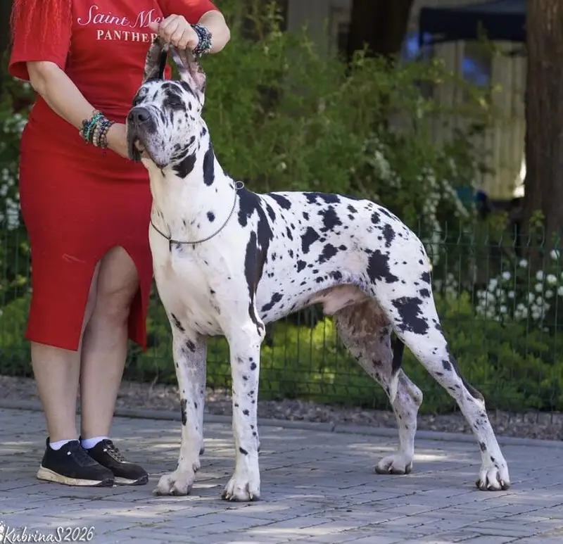 IMPORTED GREAT DANE PUPPIES AVAILABLE FOR SALE — photo 3