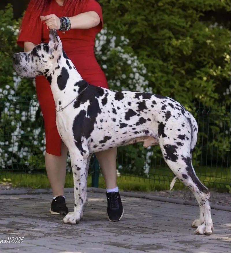 IMPORTED GREAT DANE PUPPIES AVAILABLE FOR SALE — photo 4
