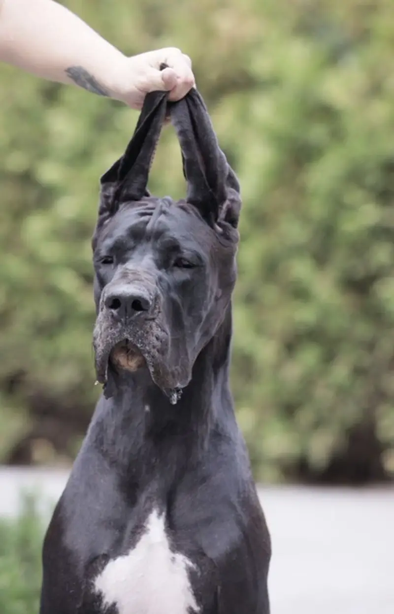 IMPORTED GREAT DANE PUPPIES AVAILABLE FOR SALE — photo 6