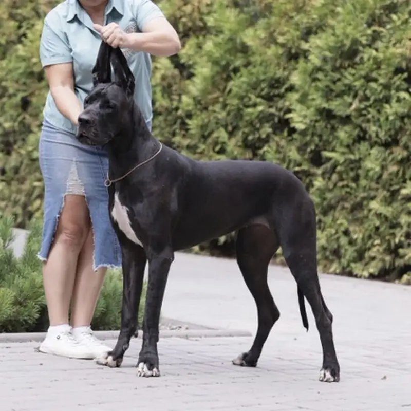IMPORTED GREAT DANE PUPPIES AVAILABLE FOR SALE — photo 7