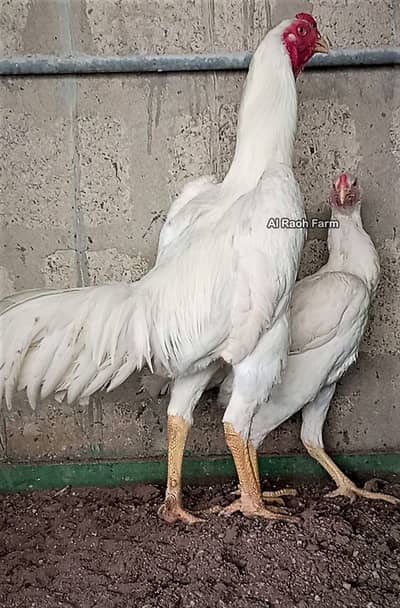 King O Shamo Breeder Pair | 0313-2414787