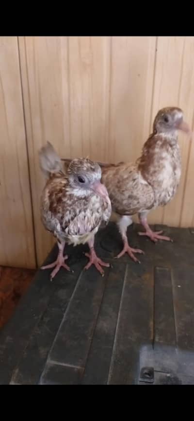 2 beautiful mukhi pigeons for sale