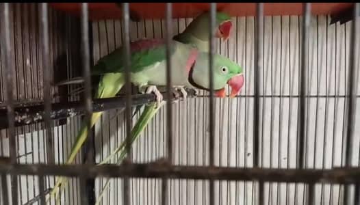 breeder raw pair