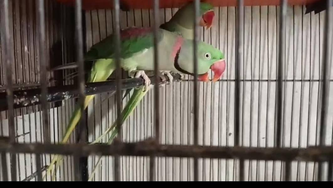 breeder raw pair 1